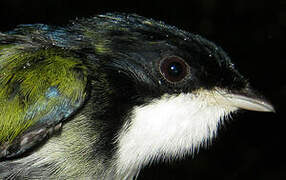 White-throated Manakin