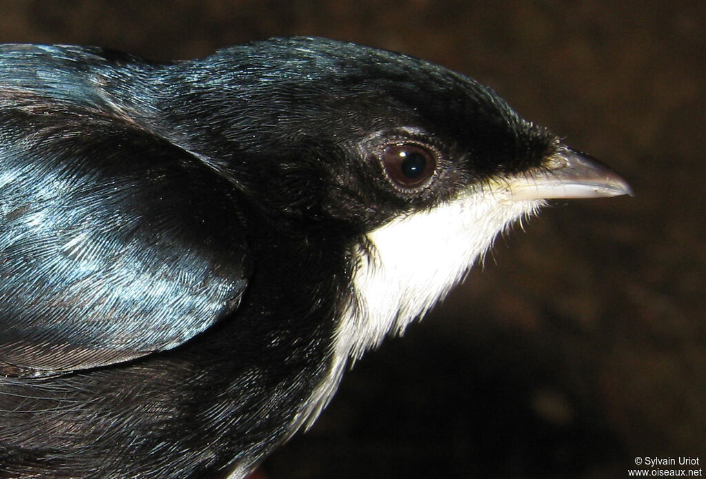 White-throated Manakin male adult