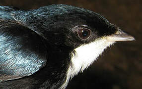 White-throated Manakin