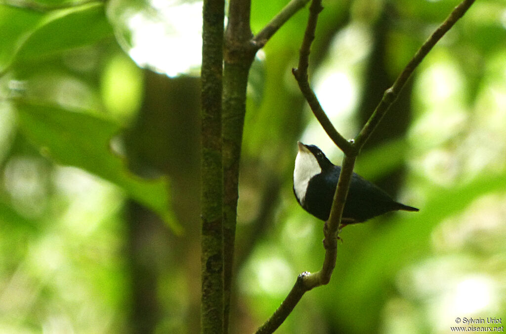 Manakin à gorge blanche mâle adulte