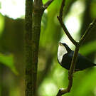 Manakin à gorge blanche