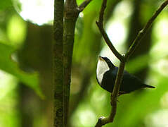 White-throated Manakin