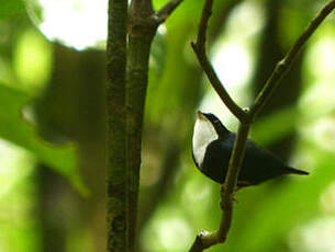 Manakin à gorge blanche