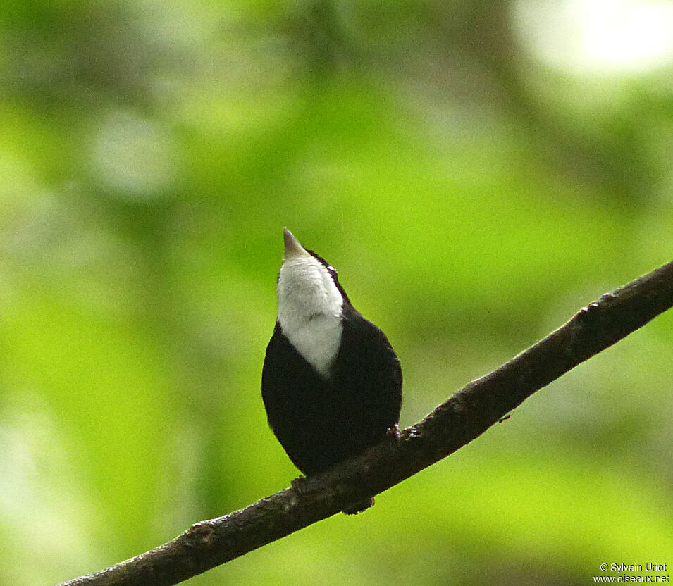 White-throated Manakin male adult