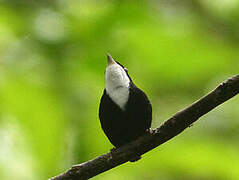 Manakin à gorge blanche