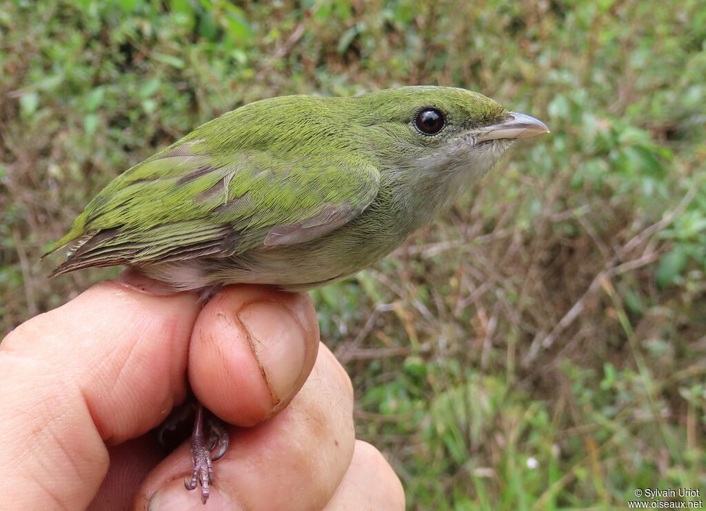 White-throated Manakin female adult