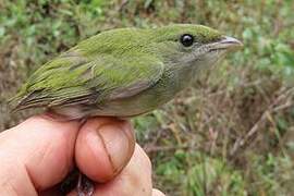 White-throated Manakin