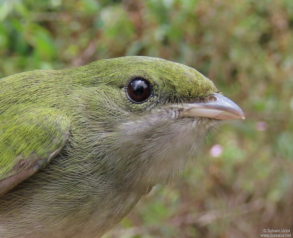 White-throated Manakin female adult