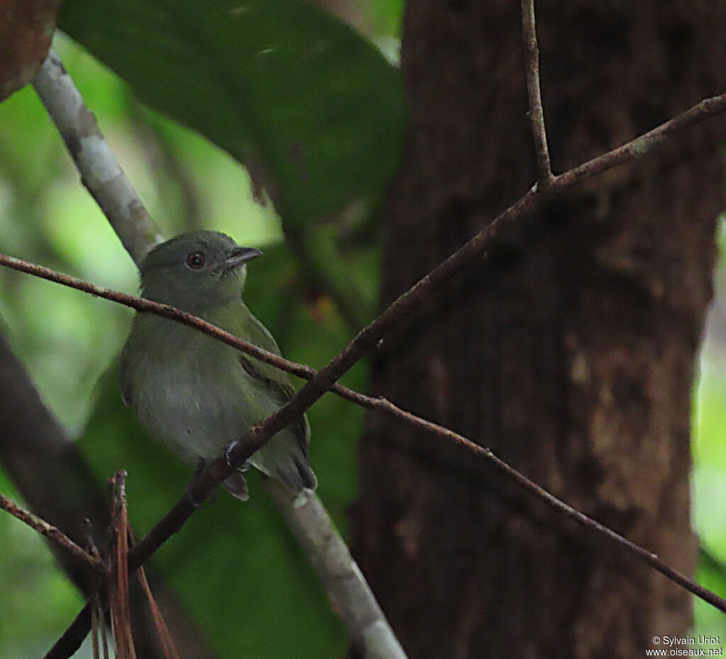 White-crowned Manakin female adult