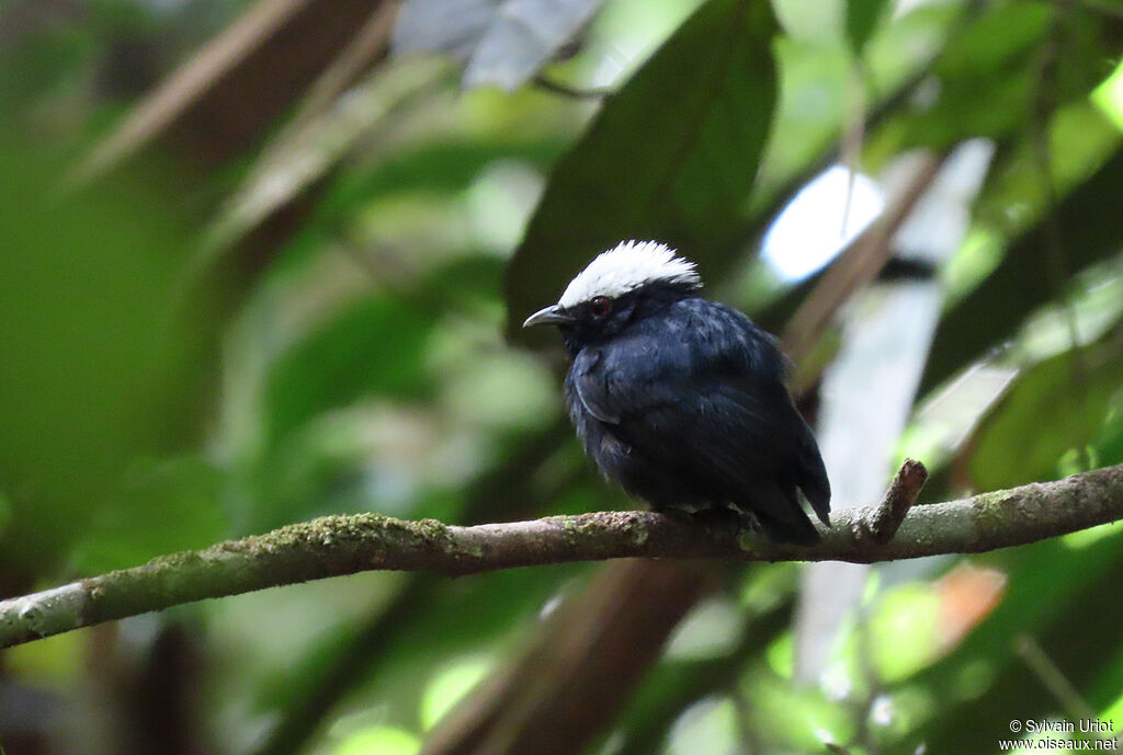 Manakin à tête blanche mâle adulte