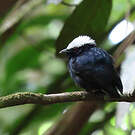Manakin à tête blanche