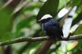 Manakin à tête blanche