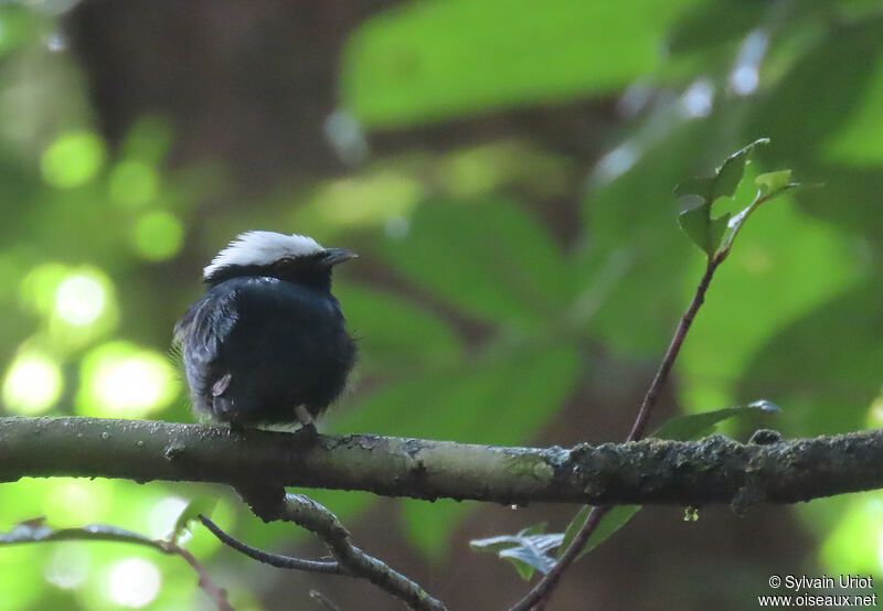 White-crowned Manakin male adult