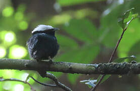 White-crowned Manakin