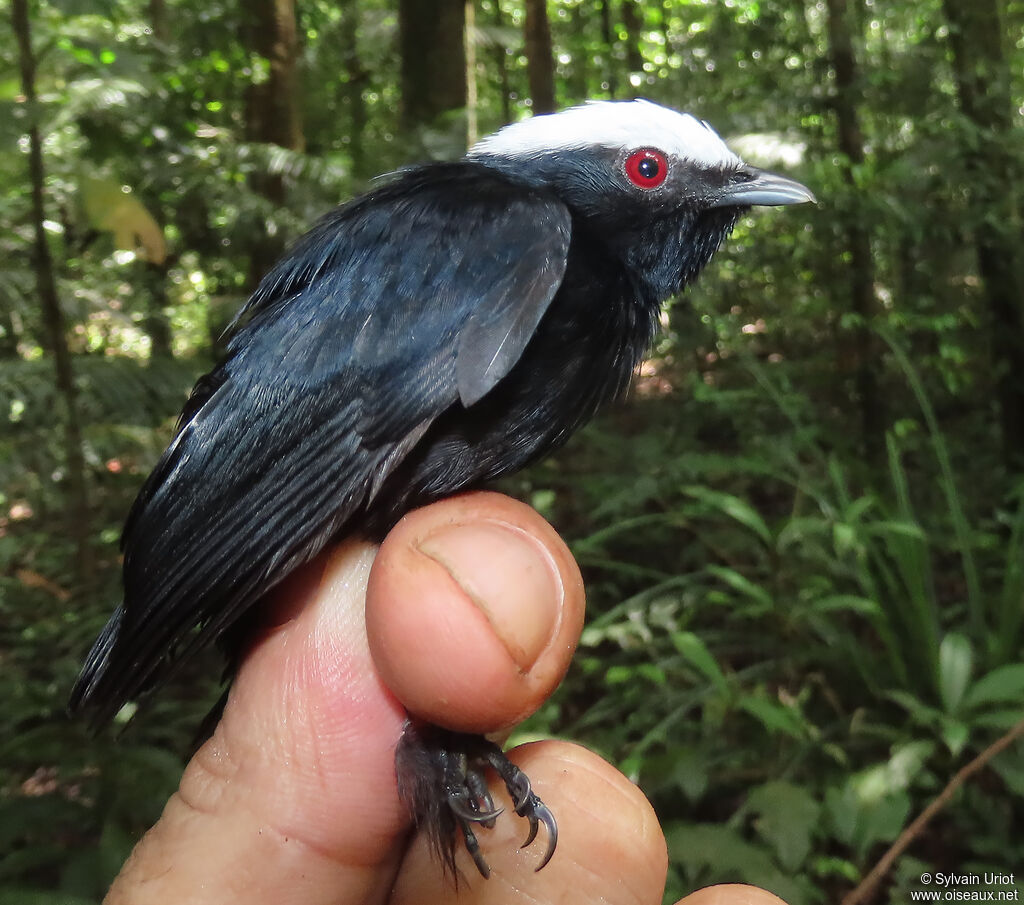 White-crowned Manakin