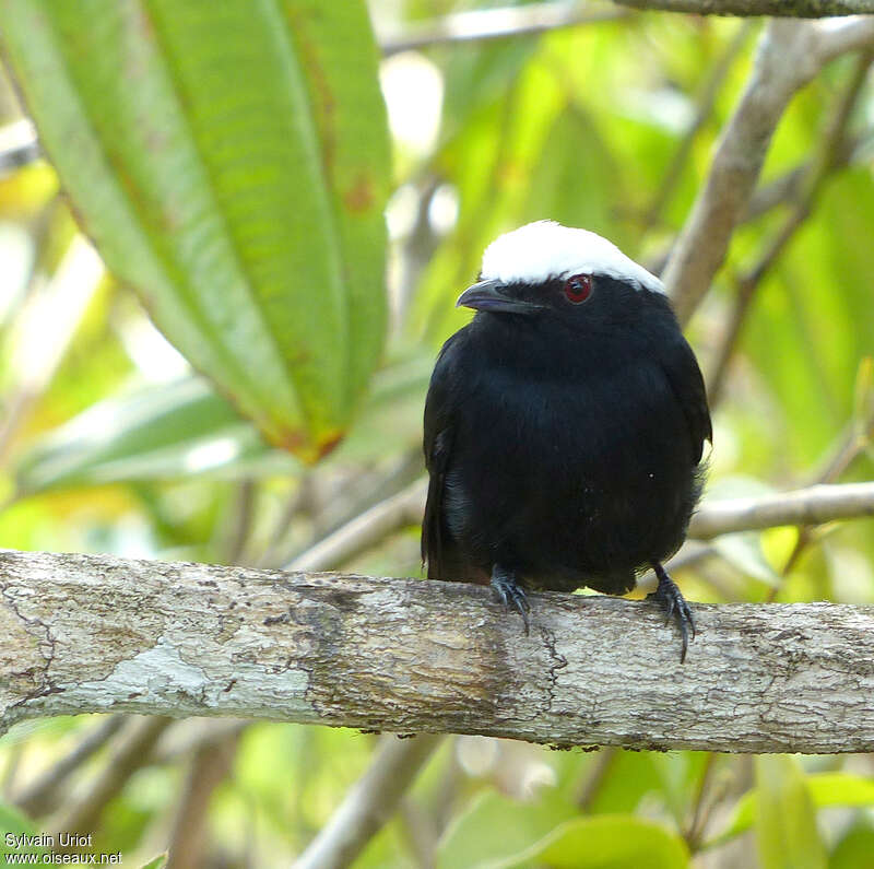 White-crowned Manakin male adult, close-up portrait
