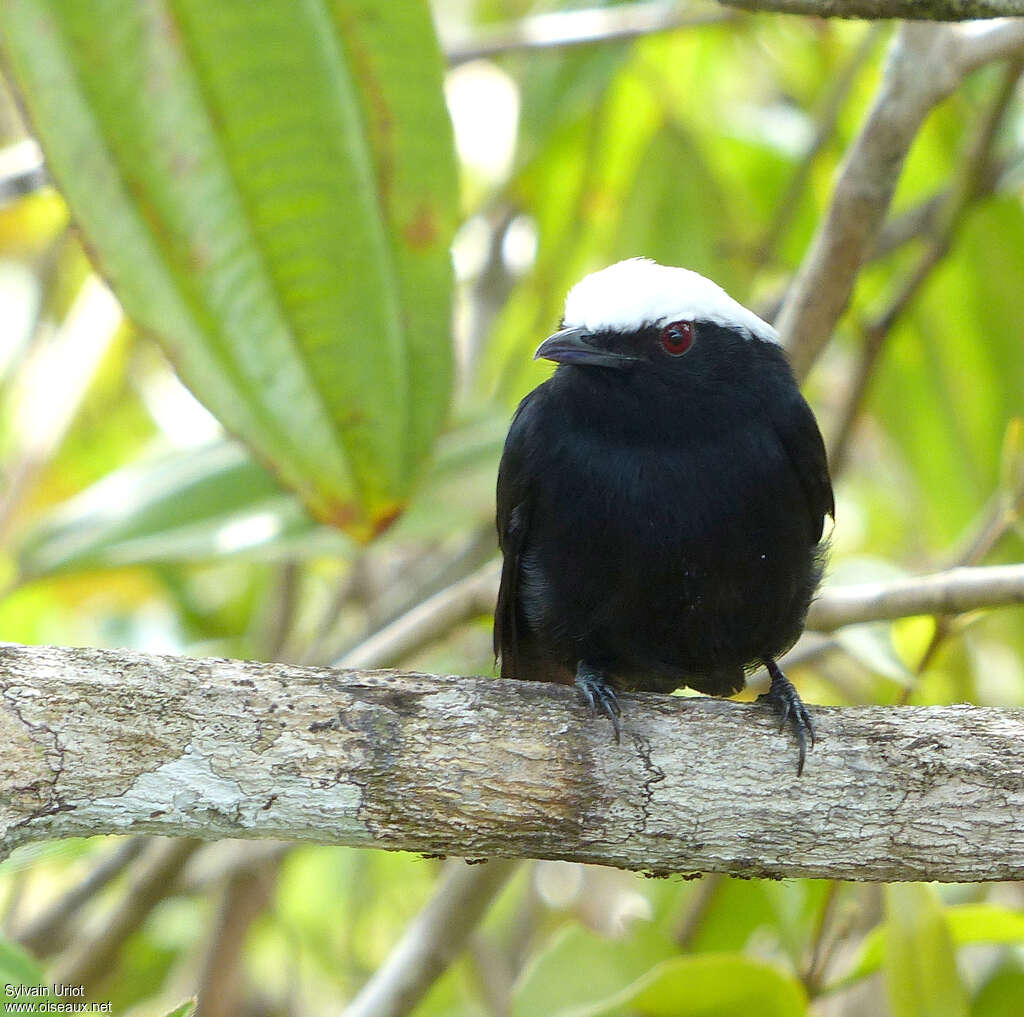 Manakin à tête blanche mâle adulte, portrait