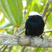 Manakin à tête blanche