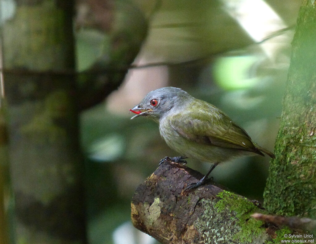 White-crowned Manakin female adult