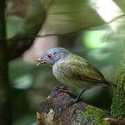 Manakin à tête blanche