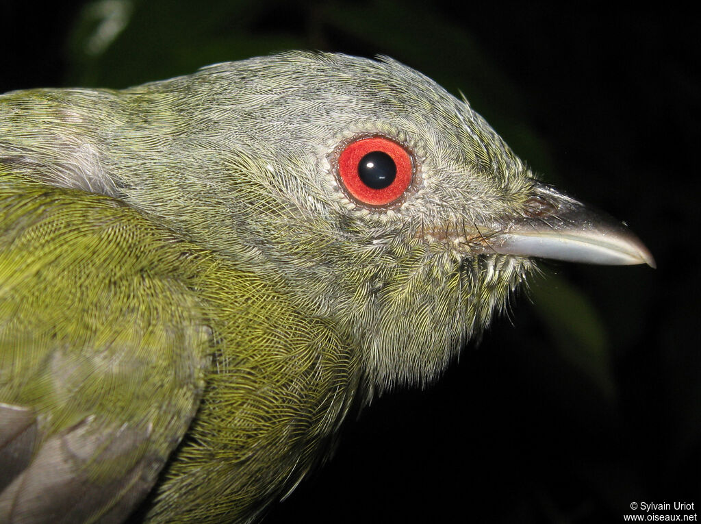 Manakin à tête blanche femelle adulte