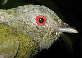 Manakin à tête blanche