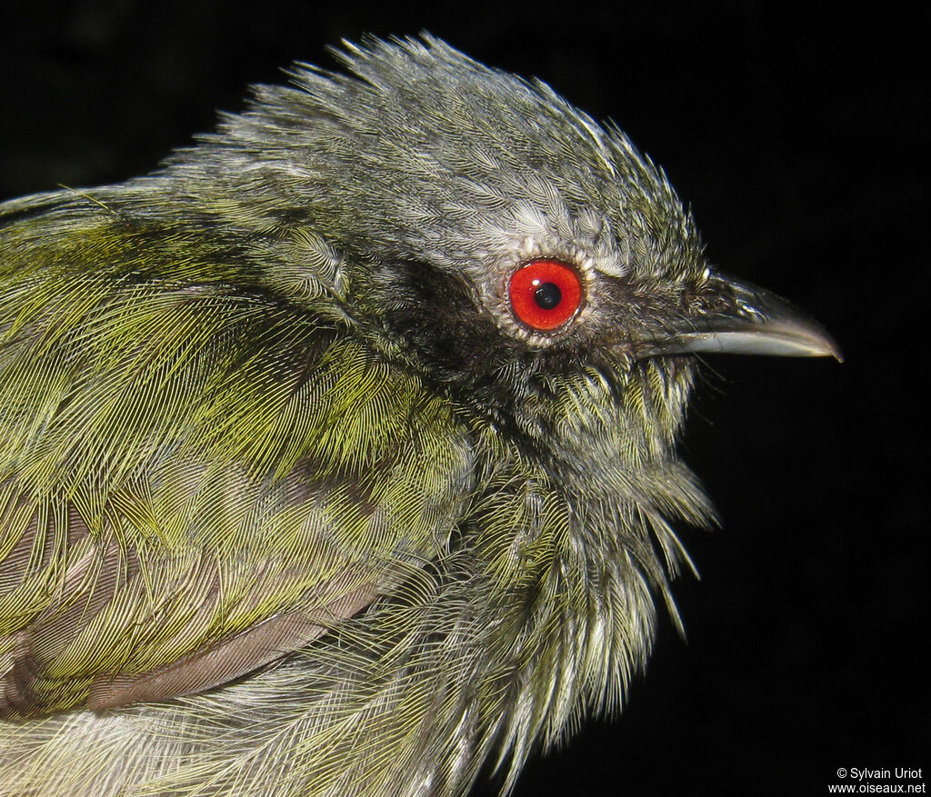 Manakin à tête blanche mâle 3ème année