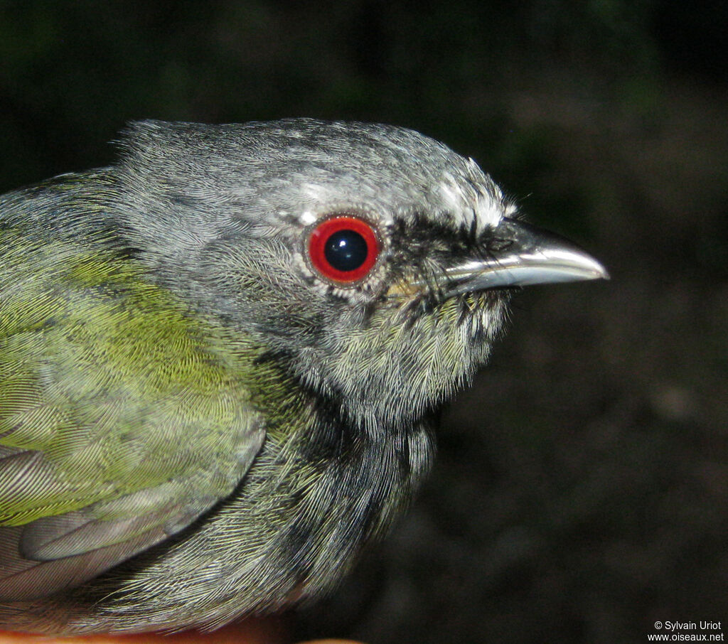 Manakin à tête blanche mâle 3ème année