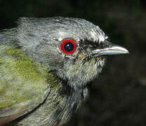 White-crowned Manakin