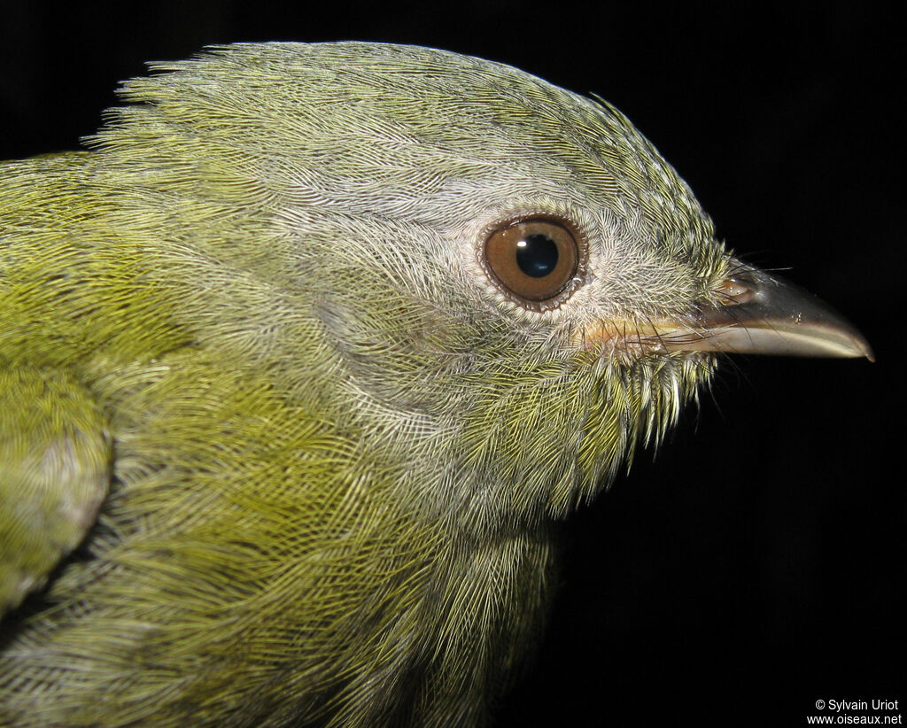 Manakin à tête blancheimmature