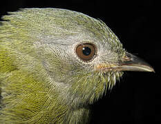 White-crowned Manakin