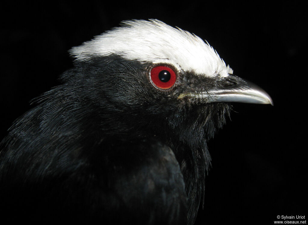 Manakin à tête blanche mâle adulte