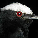 Manakin à tête blanche
