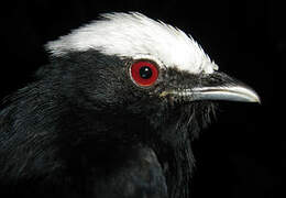 White-crowned Manakin