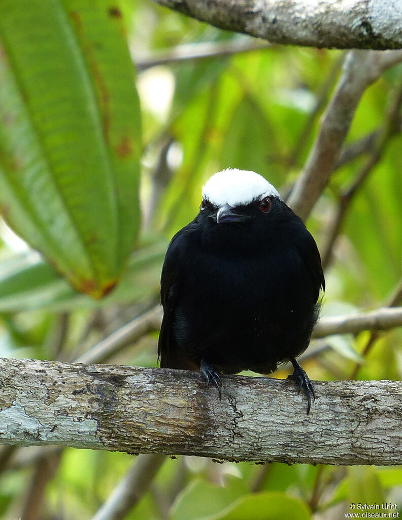 White-crowned Manakin male adult