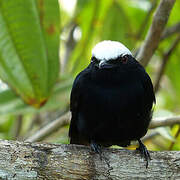 Manakin à tête blanche