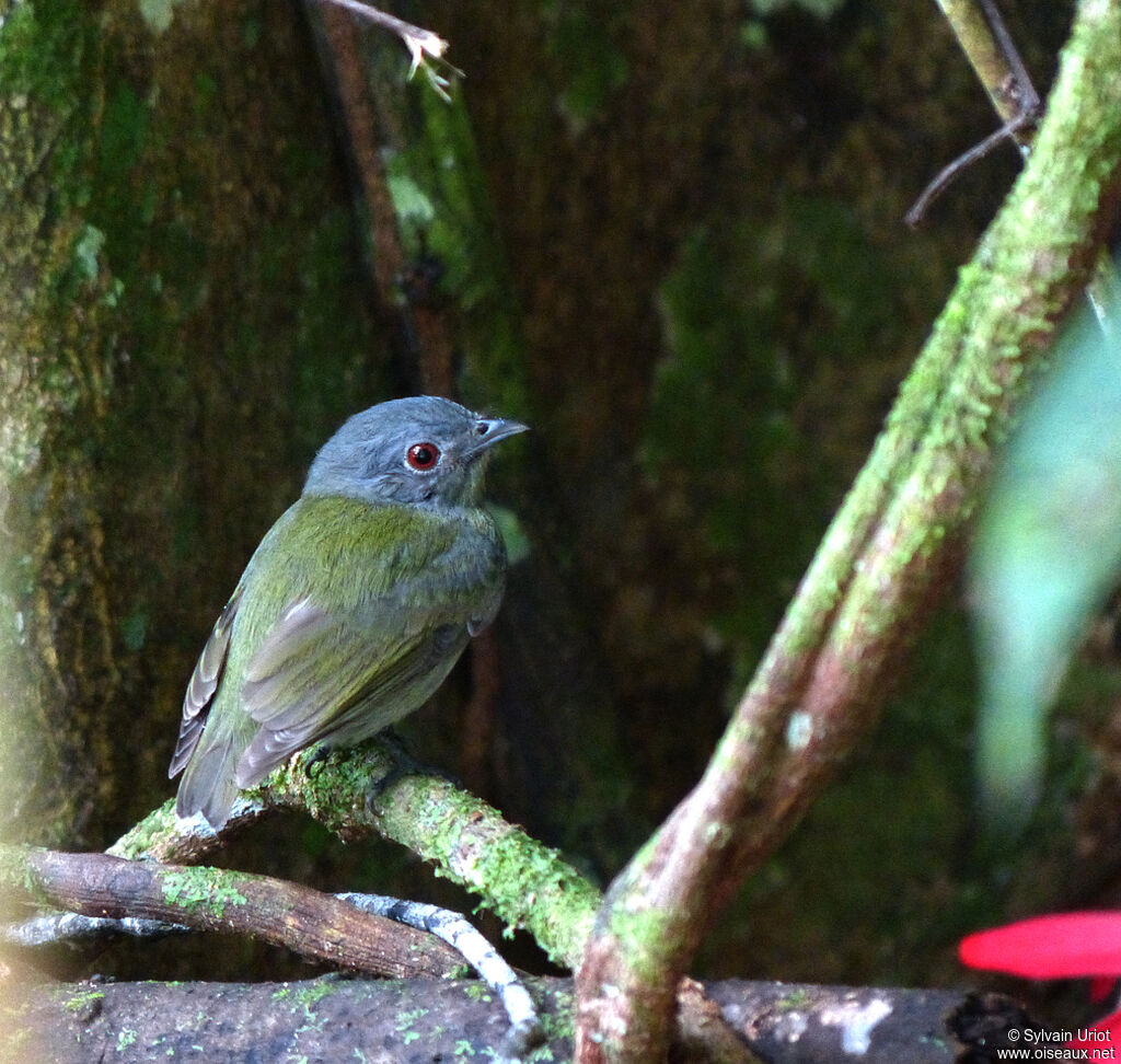 Manakin à tête blanche femelle adulte