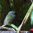 Manakin à tête blanche