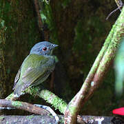 White-crowned Manakin