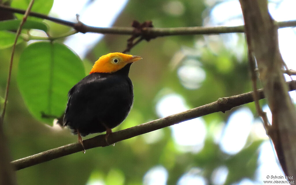 Manakin à tête d'or mâle adulte