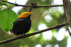 Golden-headed Manakin