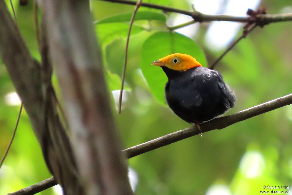 Manakin à tête d'or mâle adulte