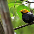 Manakin à tête d'or