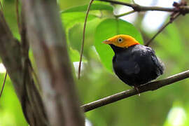 Golden-headed Manakin