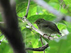 Manakin à tête d'or