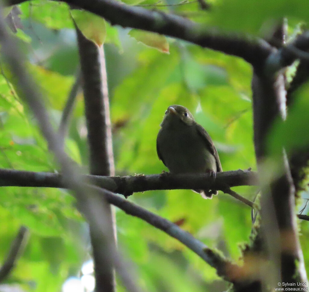 Manakin à tête d'or femelle adulte