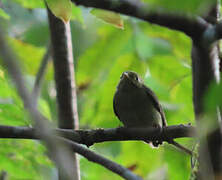 Golden-headed Manakin