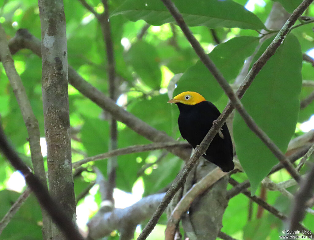 Manakin à tête d'or mâle adulte