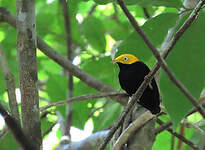 Manakin à tête d'or