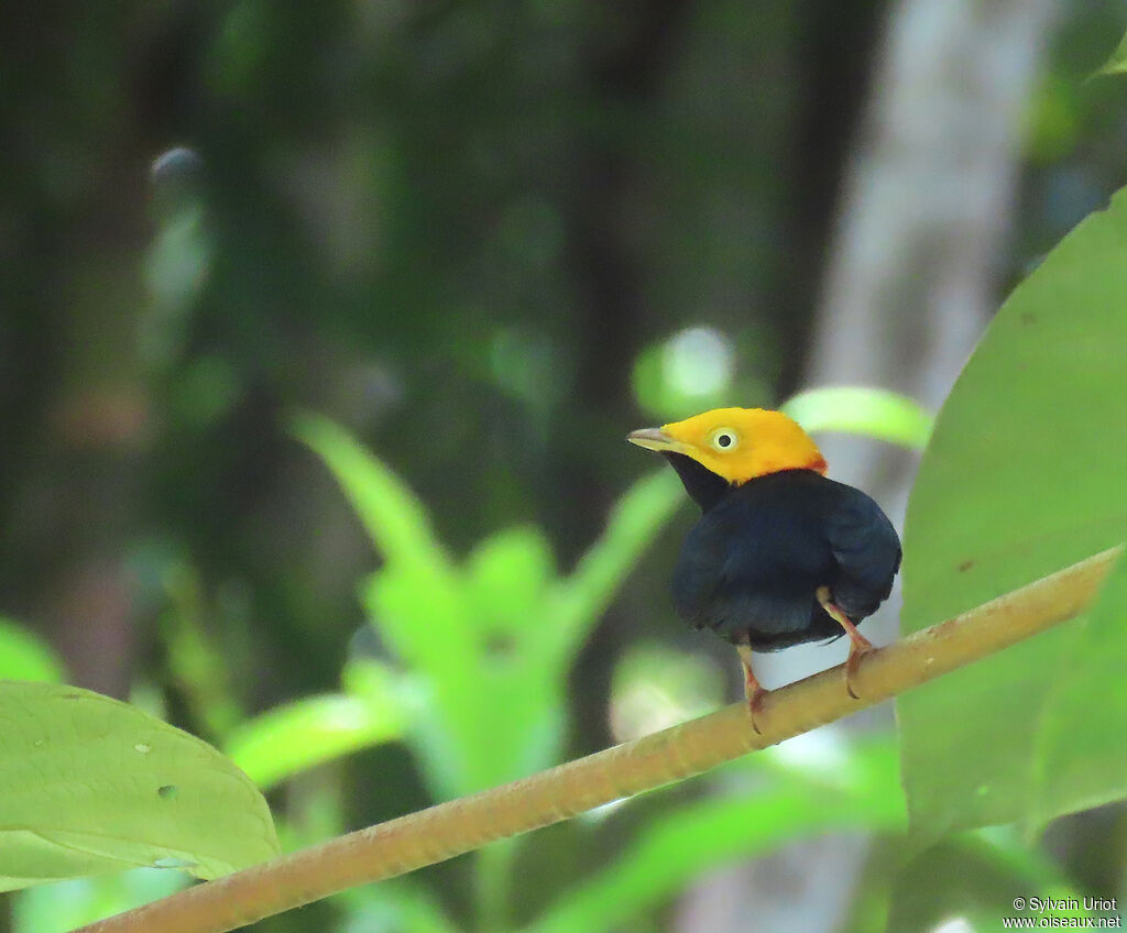 Manakin à tête d'or mâle adulte